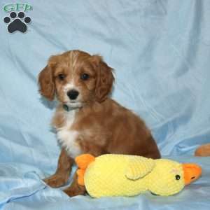 Asher, Cavapoo Puppy