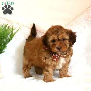 Asher, Shih-Poo Puppy