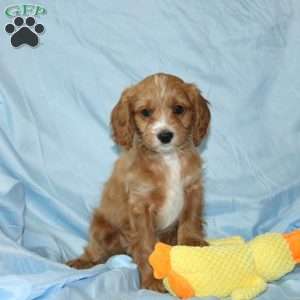 Asher, Cavapoo Puppy