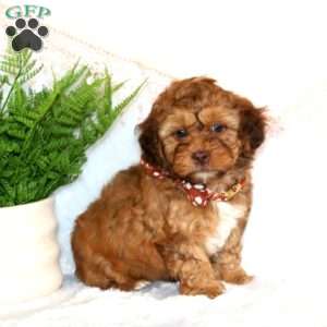 Asher, Shih-Poo Puppy