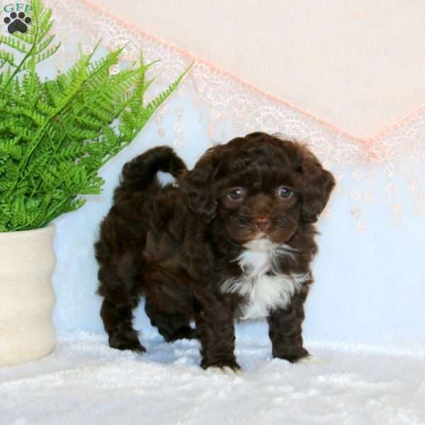Ashley, Shih-Poo Puppy