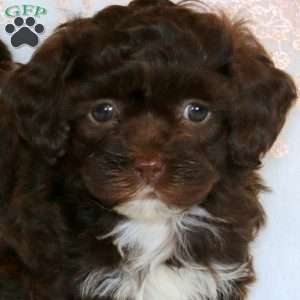 Ashley, Shih-Poo Puppy