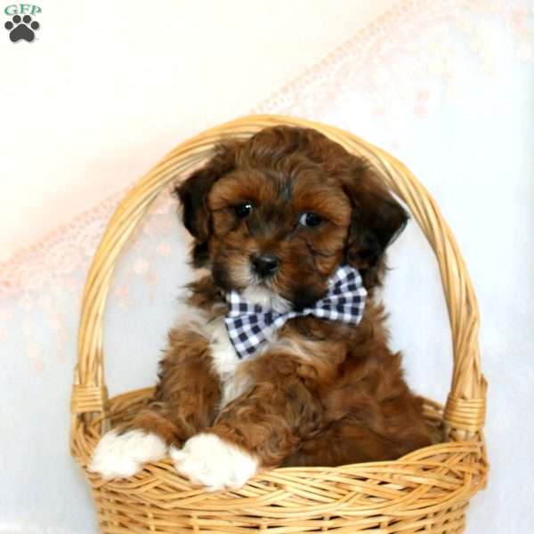 Ashton, Shih-Poo Puppy