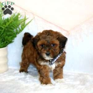 Ashton, Shih-Poo Puppy