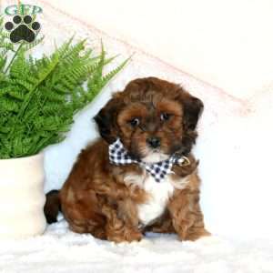 Ashton, Shih-Poo Puppy