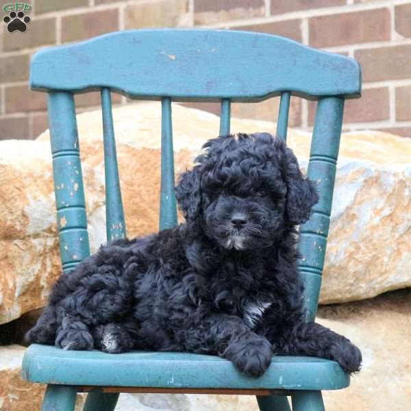 Aspen, Mini Goldendoodle Puppy