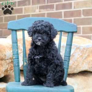 Aspen, Mini Goldendoodle Puppy