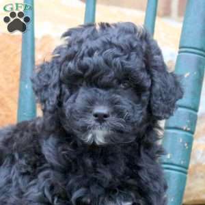 Aspen, Mini Goldendoodle Puppy