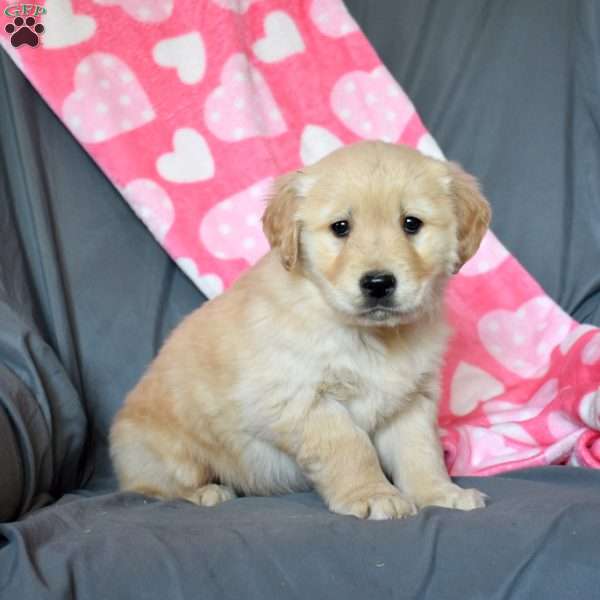 Aspen, Golden Retriever Puppy