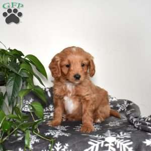 Aspen, Mini Goldendoodle Puppy