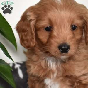 Aspen, Mini Goldendoodle Puppy