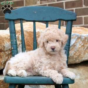 Astrid, Mini Goldendoodle Puppy