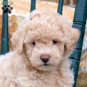 Astrid, Mini Goldendoodle Puppy