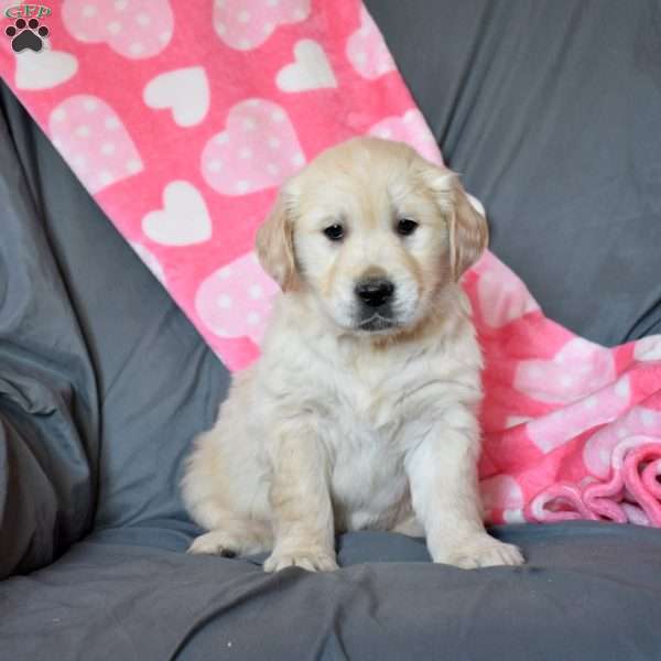 Atlas, Golden Retriever Puppy