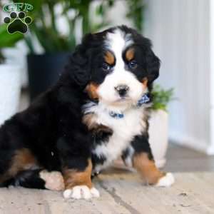 Austin, Bernese Mountain Dog Puppy