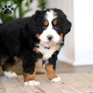 Austin, Bernese Mountain Dog Puppy