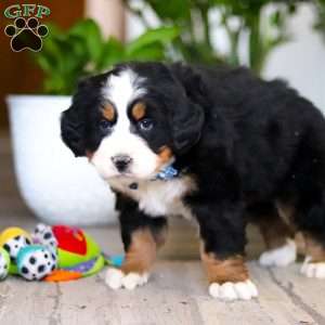 Austin, Bernese Mountain Dog Puppy