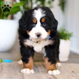 Austin, Bernese Mountain Dog Puppy