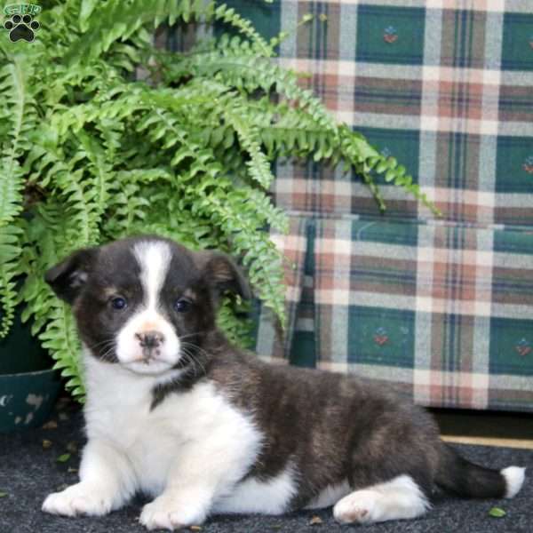 Austin, Welsh Corgi Mix Puppy
