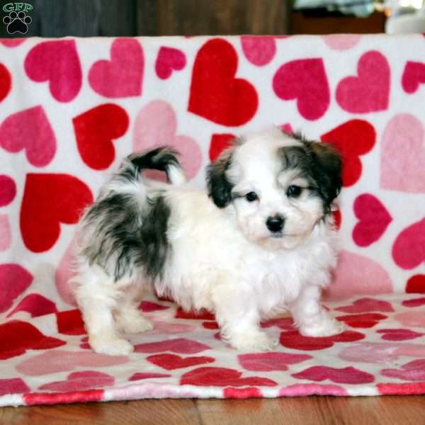 Austin, Havachon Puppy