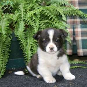 Austin, Welsh Corgi Mix Puppy