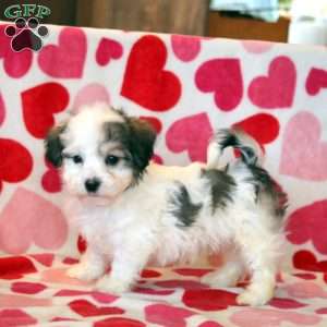 Austin, Havachon Puppy