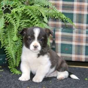 Austin, Welsh Corgi Mix Puppy