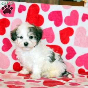 Austin, Havachon Puppy