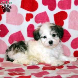 Austin, Havachon Puppy