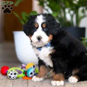 Austin, Bernese Mountain Dog Puppy