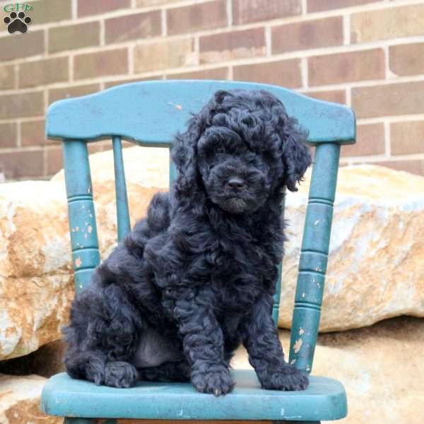 Avery, Mini Goldendoodle Puppy