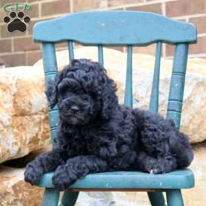Avery, Mini Goldendoodle Puppy