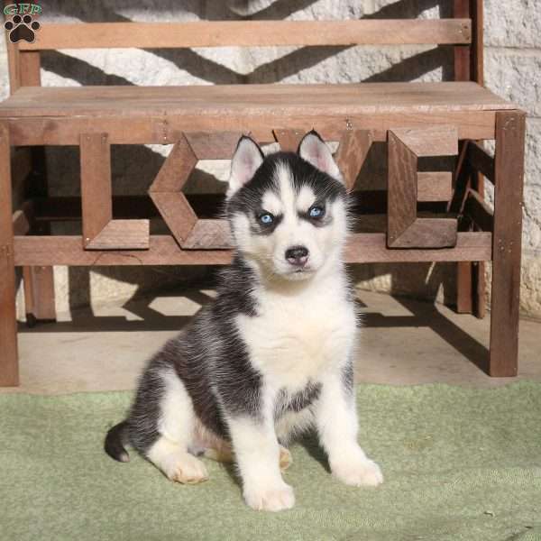 Axel, Siberian Husky Puppy
