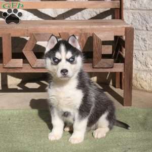 Axel, Siberian Husky Puppy
