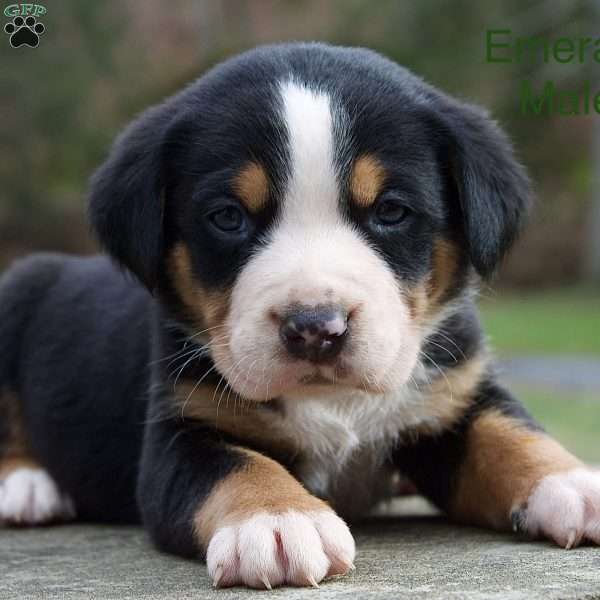 Cooper, Greater Swiss Mountain Dog Puppy