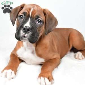 Chester, Boxer Puppy