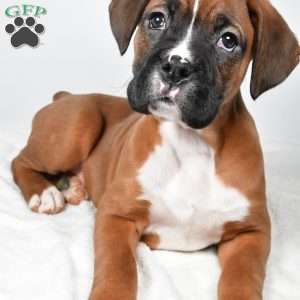 Chester, Boxer Puppy