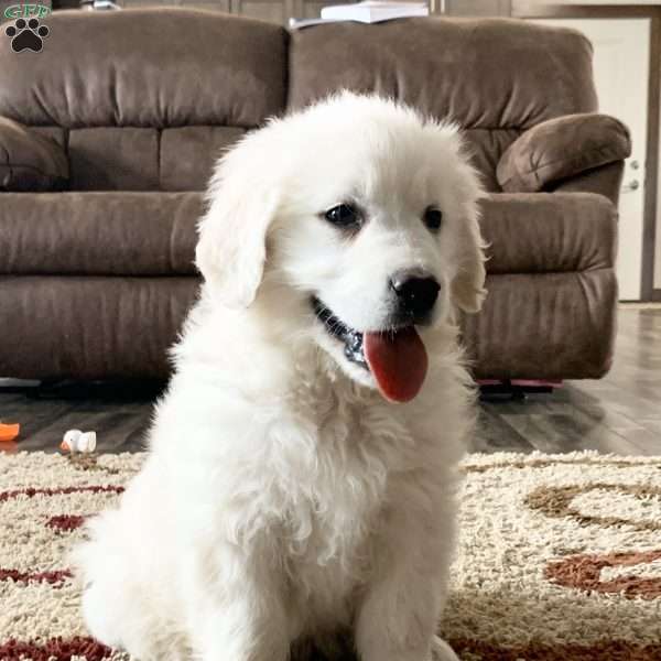 Templeton, English Cream Golden Retriever Puppy