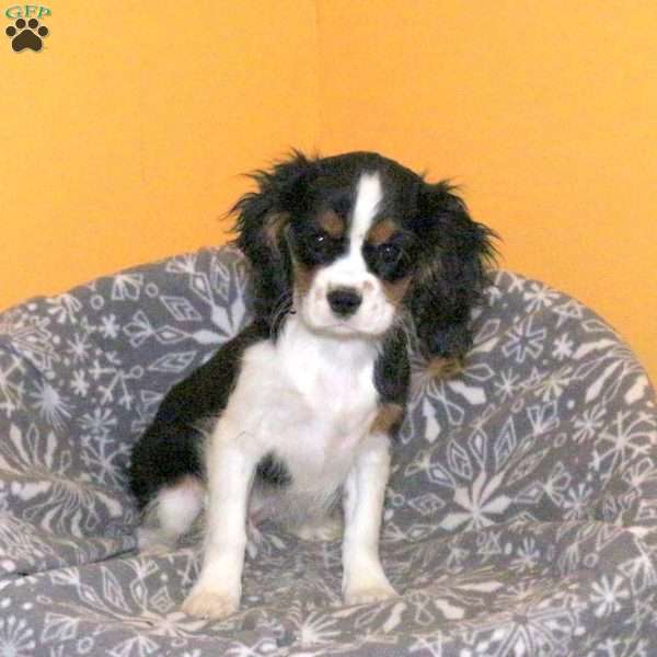 Babe, Cavalier King Charles Spaniel Puppy