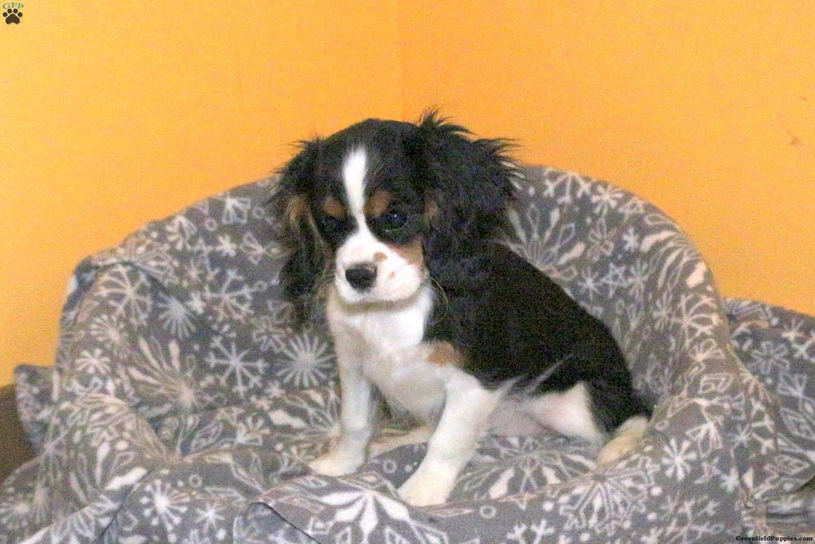 une proche en haut de une doberman chien 68035308 Photo de stock chez  Vecteezy, image size:1600x1067