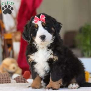 Bailey, Bernese Mountain Dog Puppy
