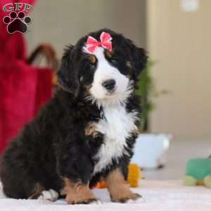 Bailey, Bernese Mountain Dog Puppy