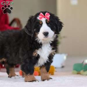 Bailey, Bernese Mountain Dog Puppy