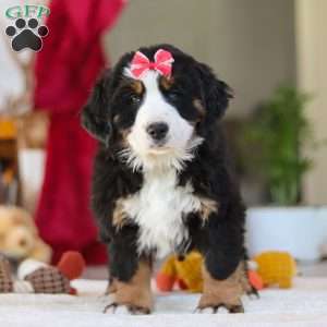 Bailey, Bernese Mountain Dog Puppy
