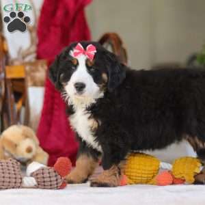 Bailey, Bernese Mountain Dog Puppy