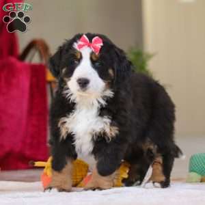 Bailey, Bernese Mountain Dog Puppy