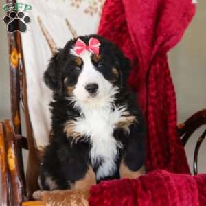 Bailey, Bernese Mountain Dog Puppy