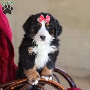 Bailey, Bernese Mountain Dog Puppy