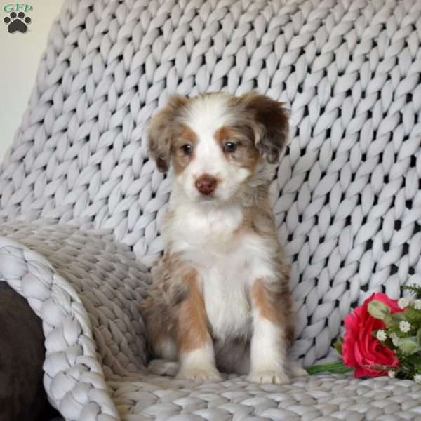 Bailey, Mini Bernedoodle Puppy