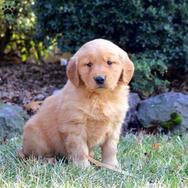 Bailey, Golden Retriever Puppy